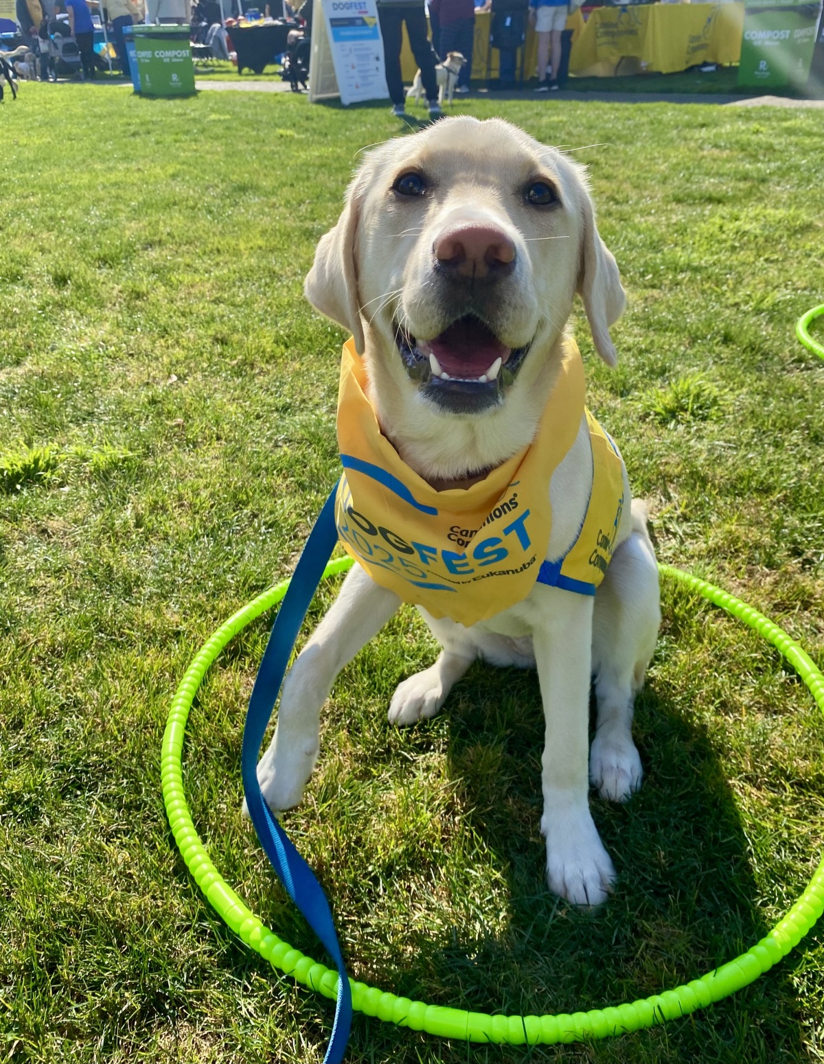 Winnie VIII * Future Service Dog