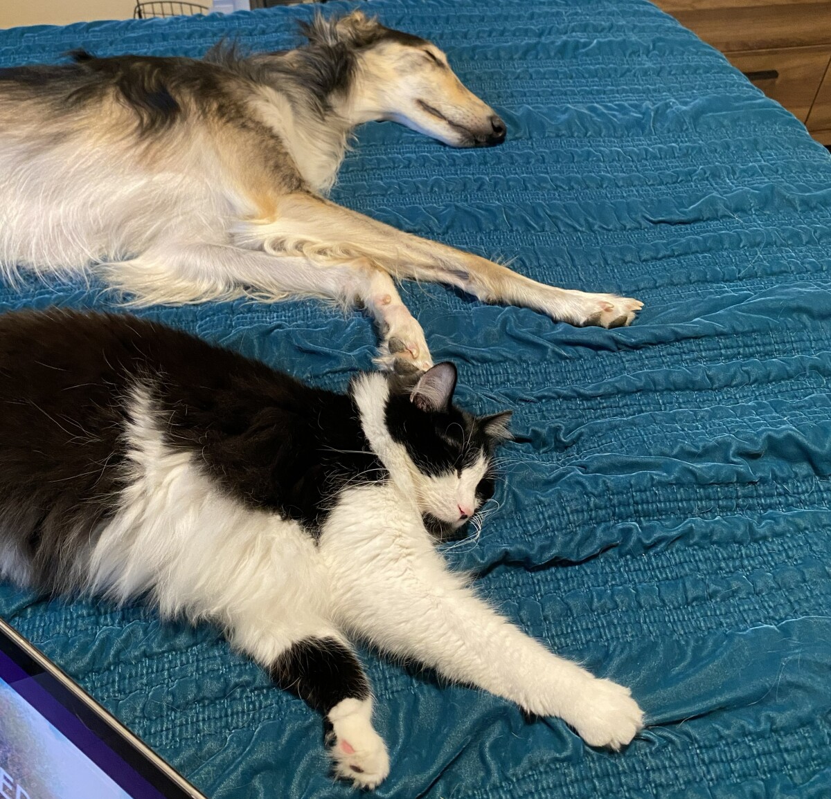 Twins