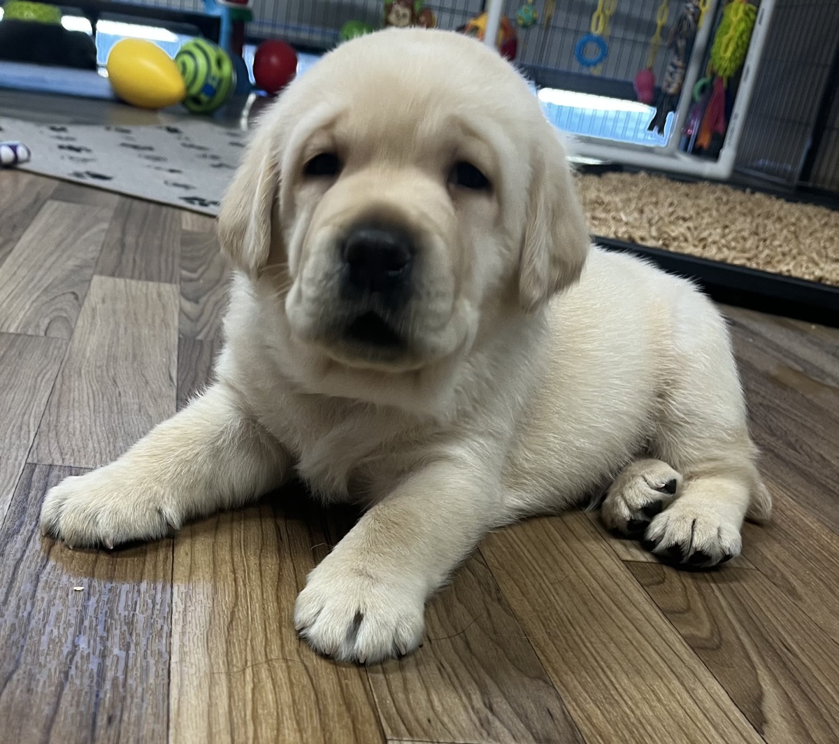 August 18 Hilo IV is 5 weeks old