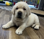 August 18 Hilo IV is 5 weeks old