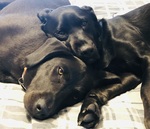 Duke and Dixie - Adopted from CAHS