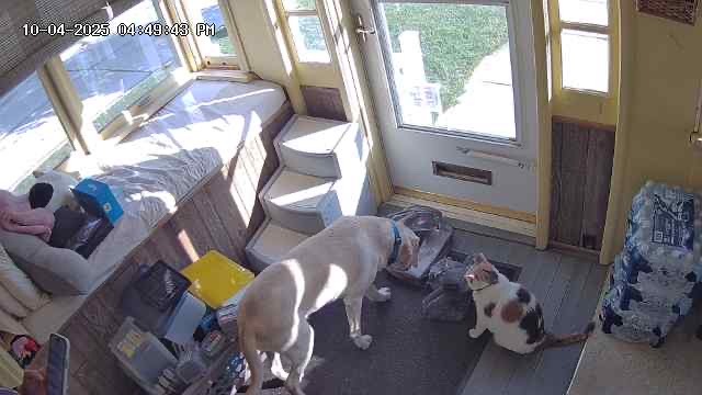 Assisting bringing in the groceries