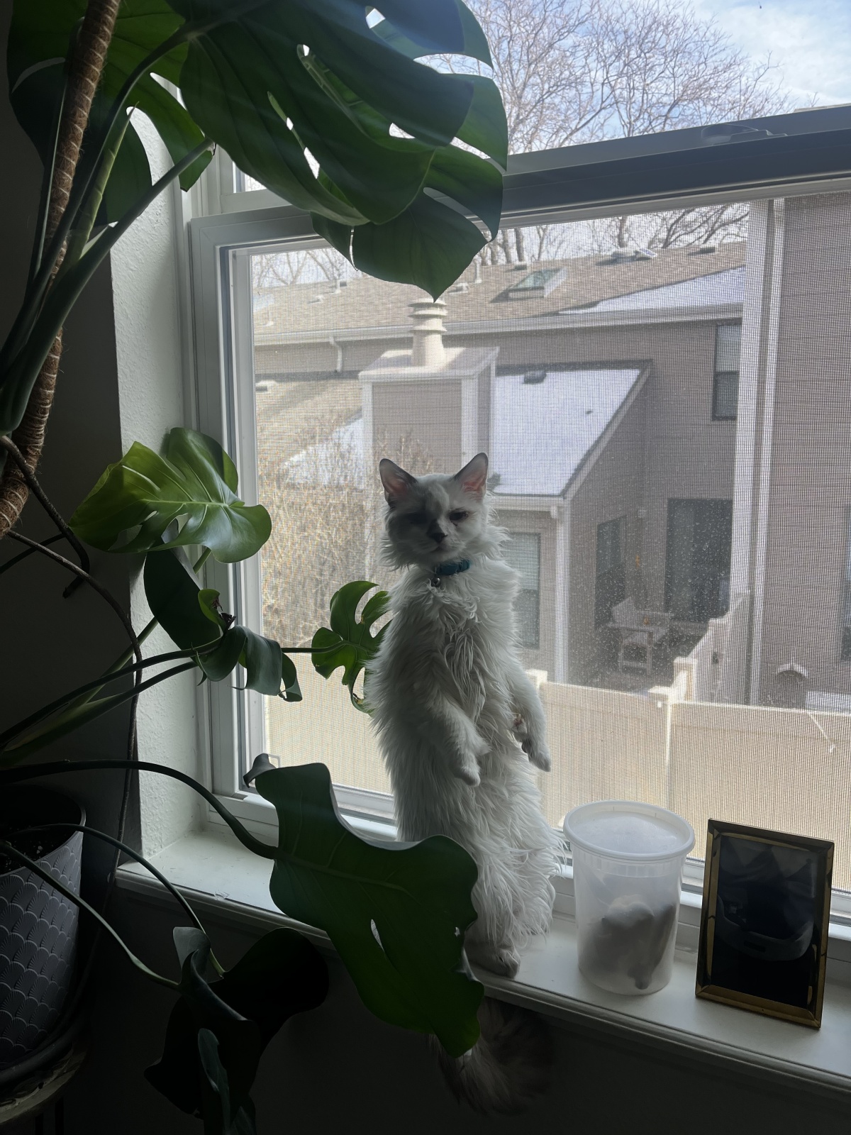 Kat or MeerKAT?