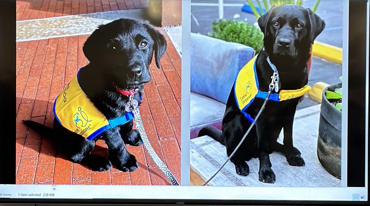 December 2022, Diesel arrives as an 8-week old future Service Dog