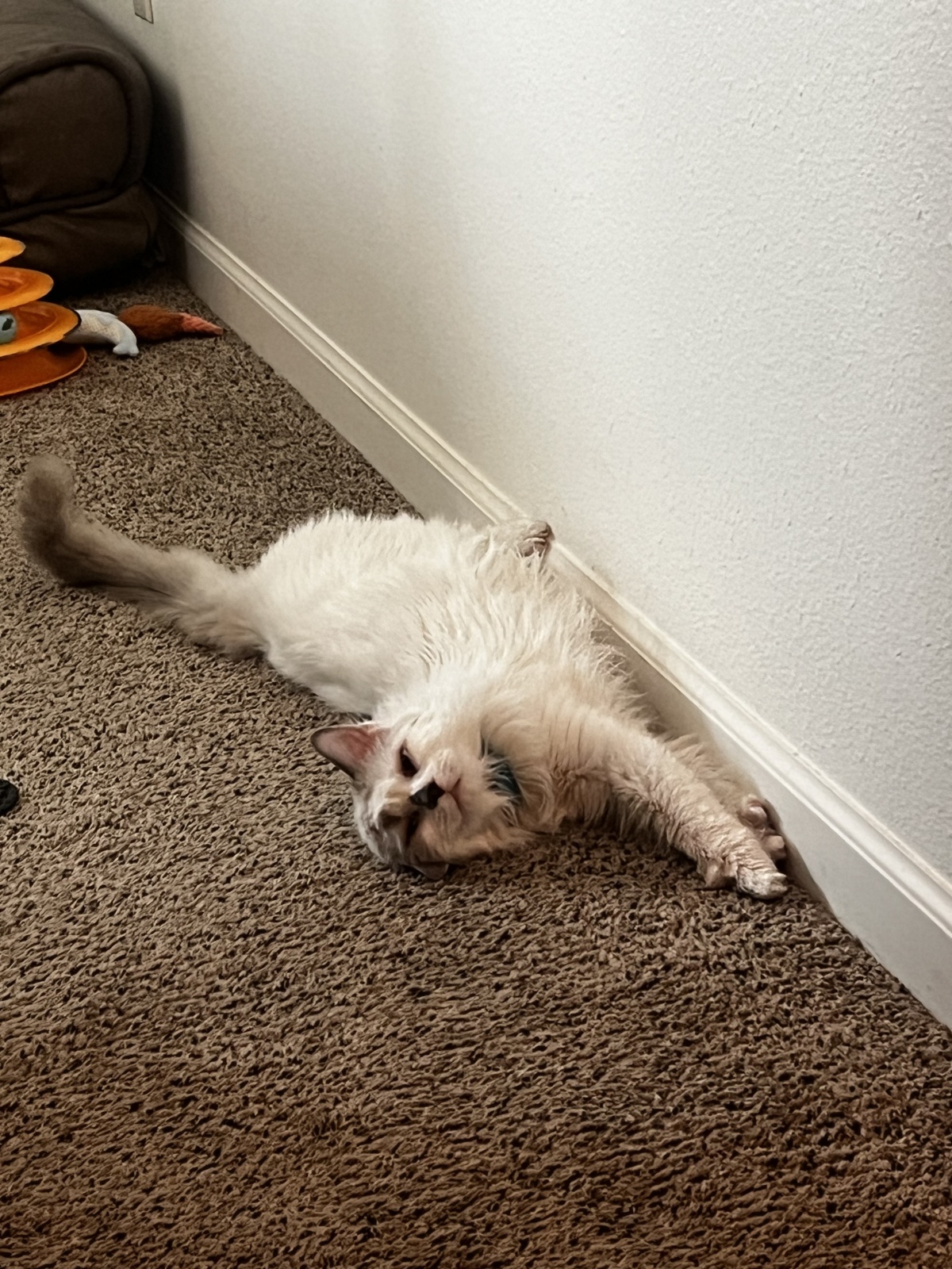 Zero Claws Given