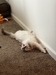 Zero Claws Given