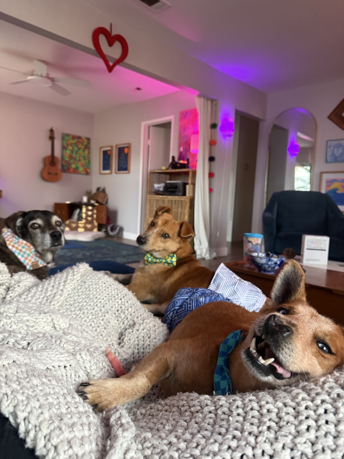 The Sacred Paws Pack