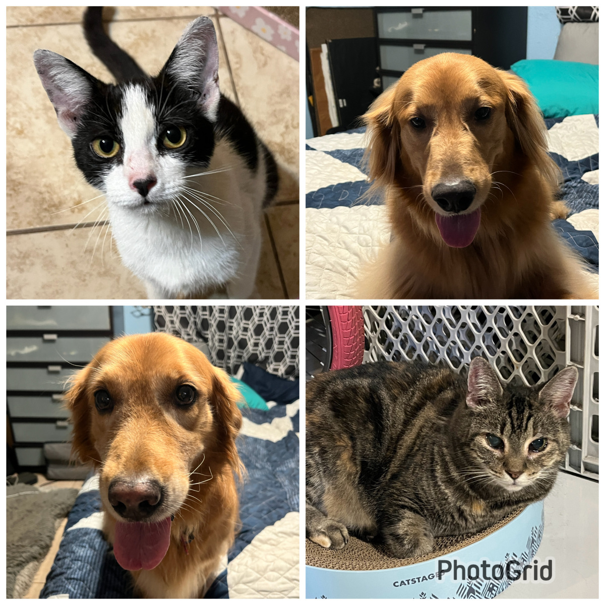 Hope, Milo, Sadie, and Sweetie