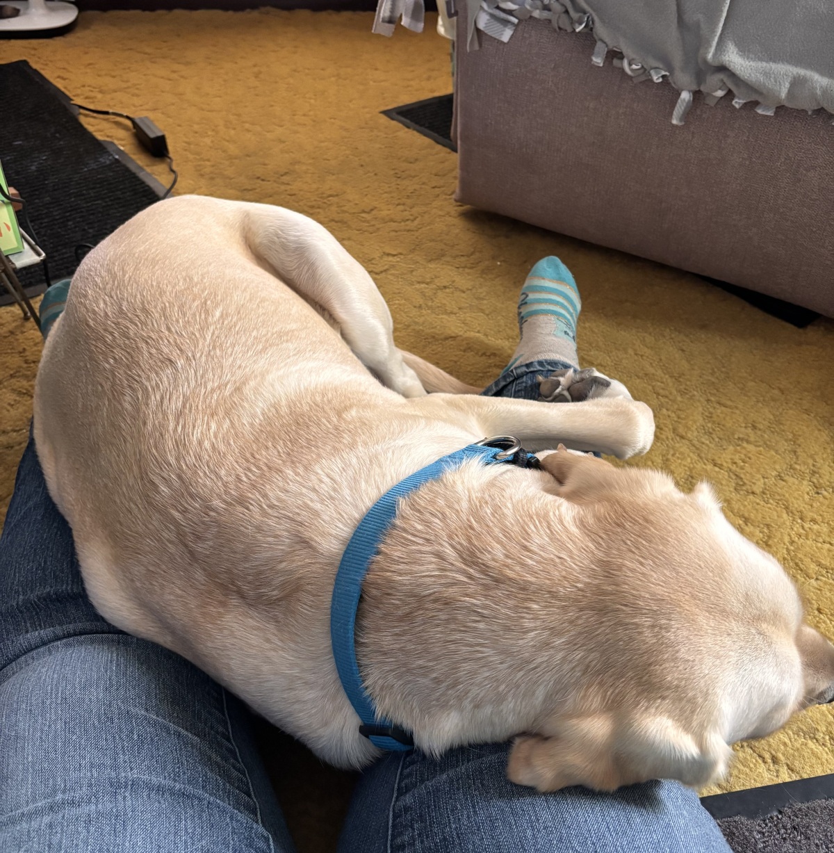 Deep pressure therapy.