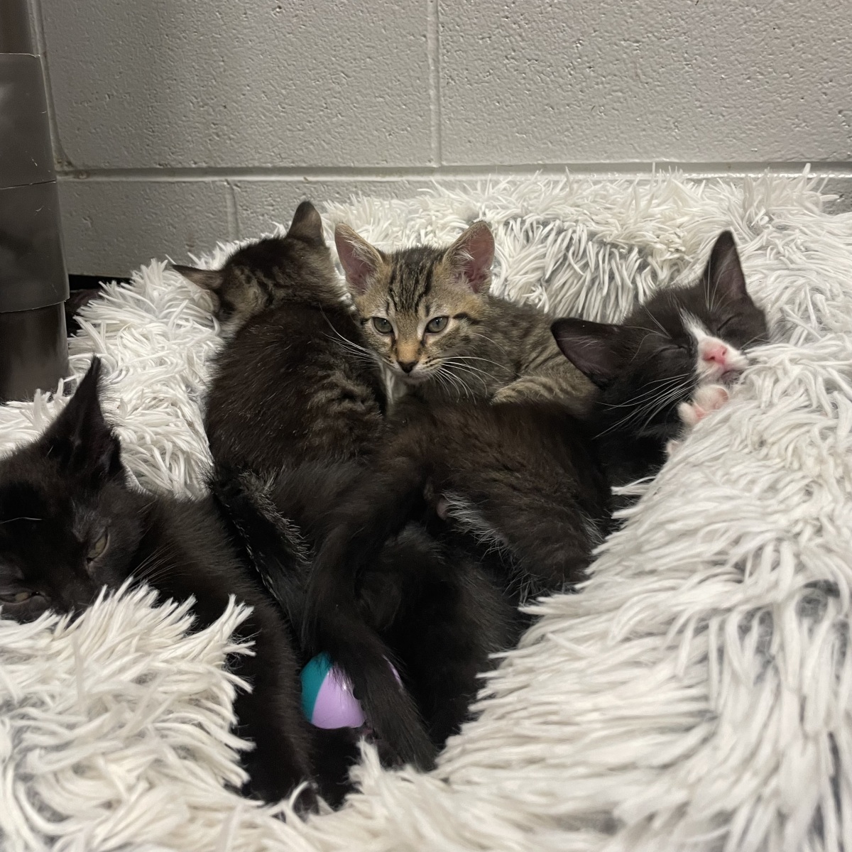 Kittens Galore