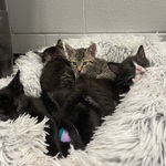 Kittens Galore