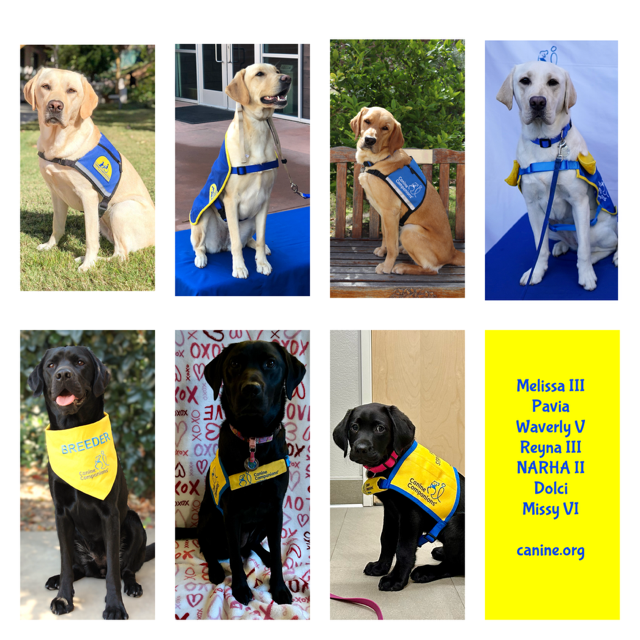 Puppies I've raised