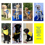 Puppies I've raised