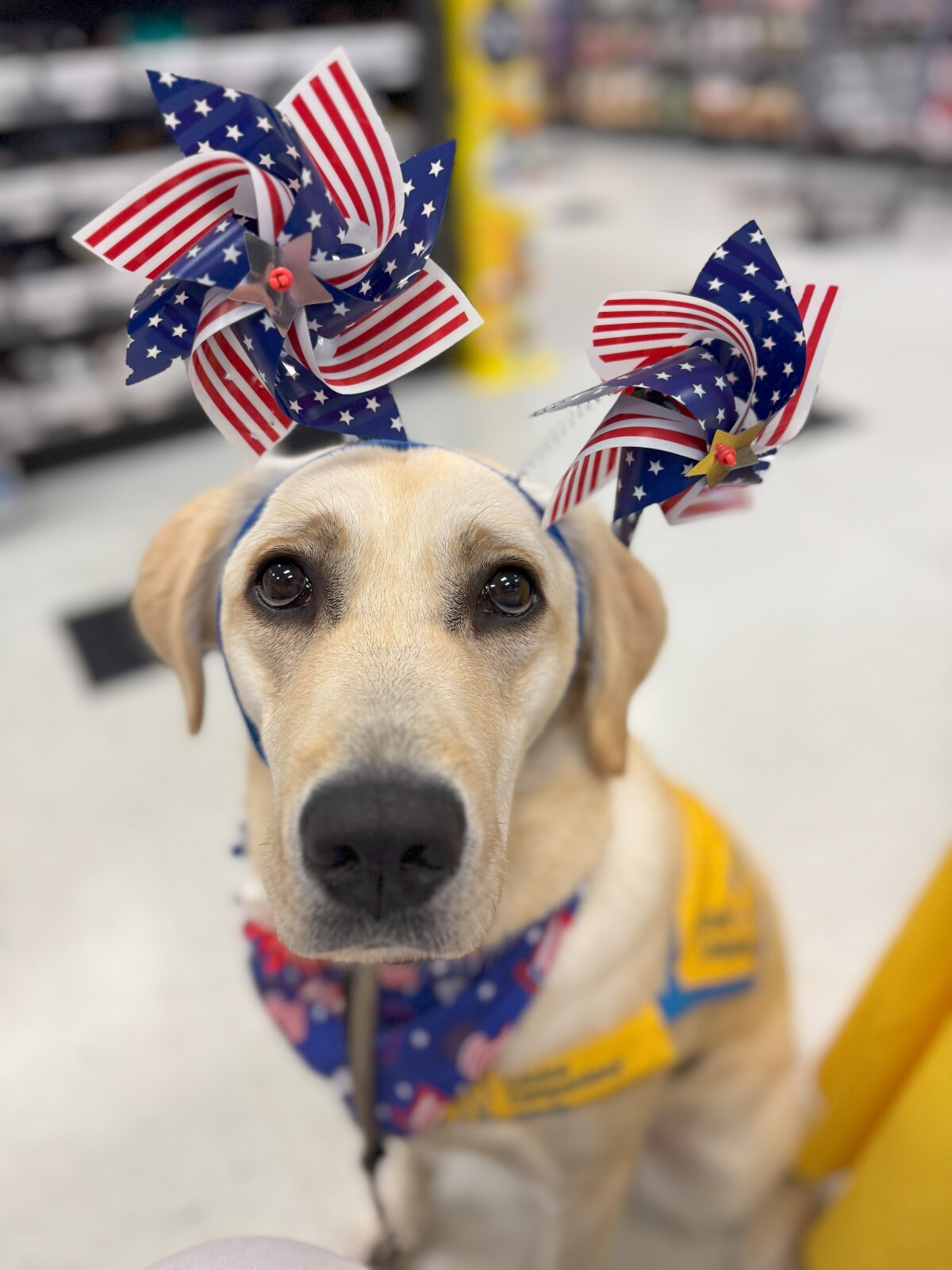 Ermie does the 4th of July