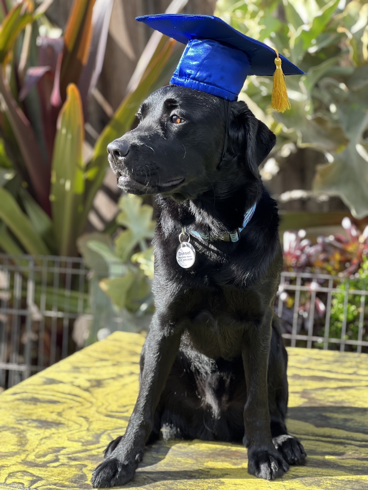 February 2024 Diesel Matriculates to Professional Training