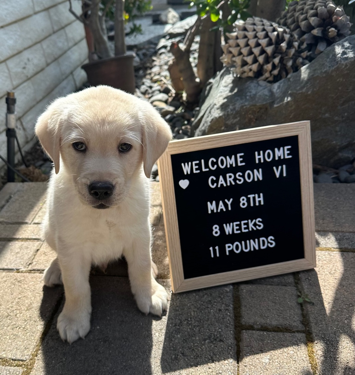 May 2024. Puppy number 2 Carson arrives!