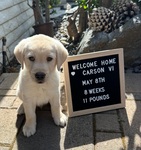 May 2024. Puppy number 2 Carson arrives!