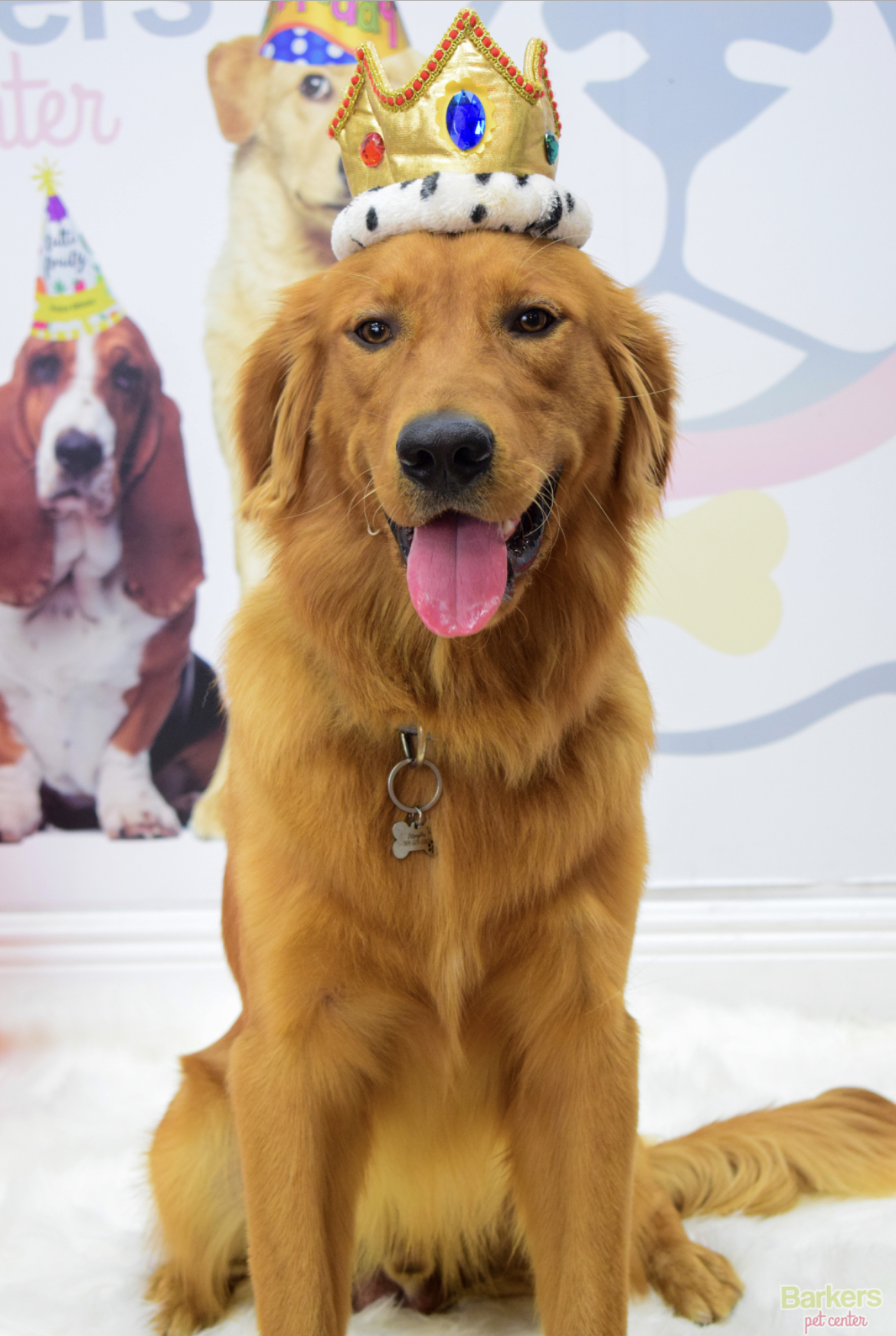 The Self-Proclaimed King of Puppy Daycare, where every tail wag is a royal decree!