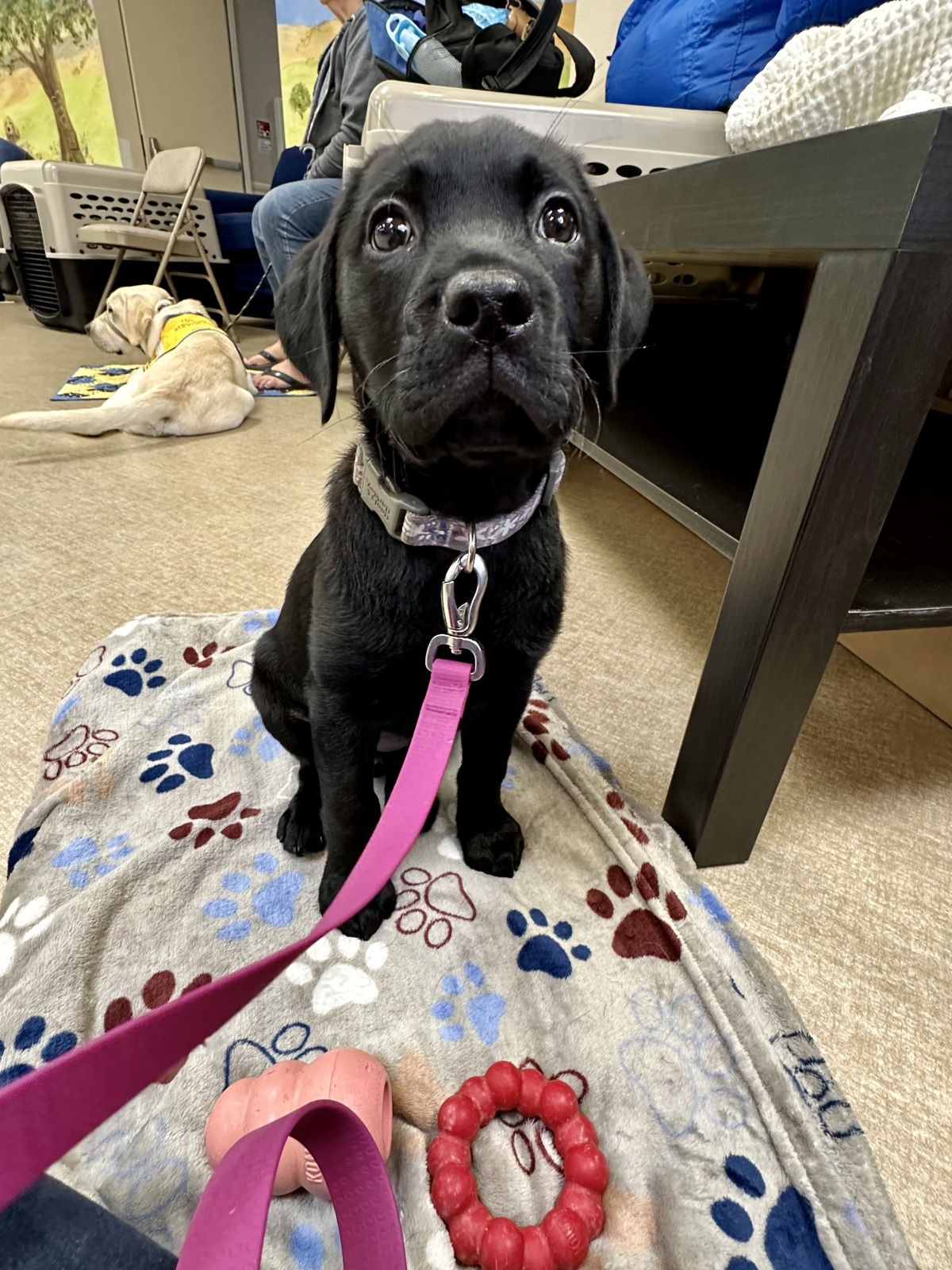 Dolci's first puppy class