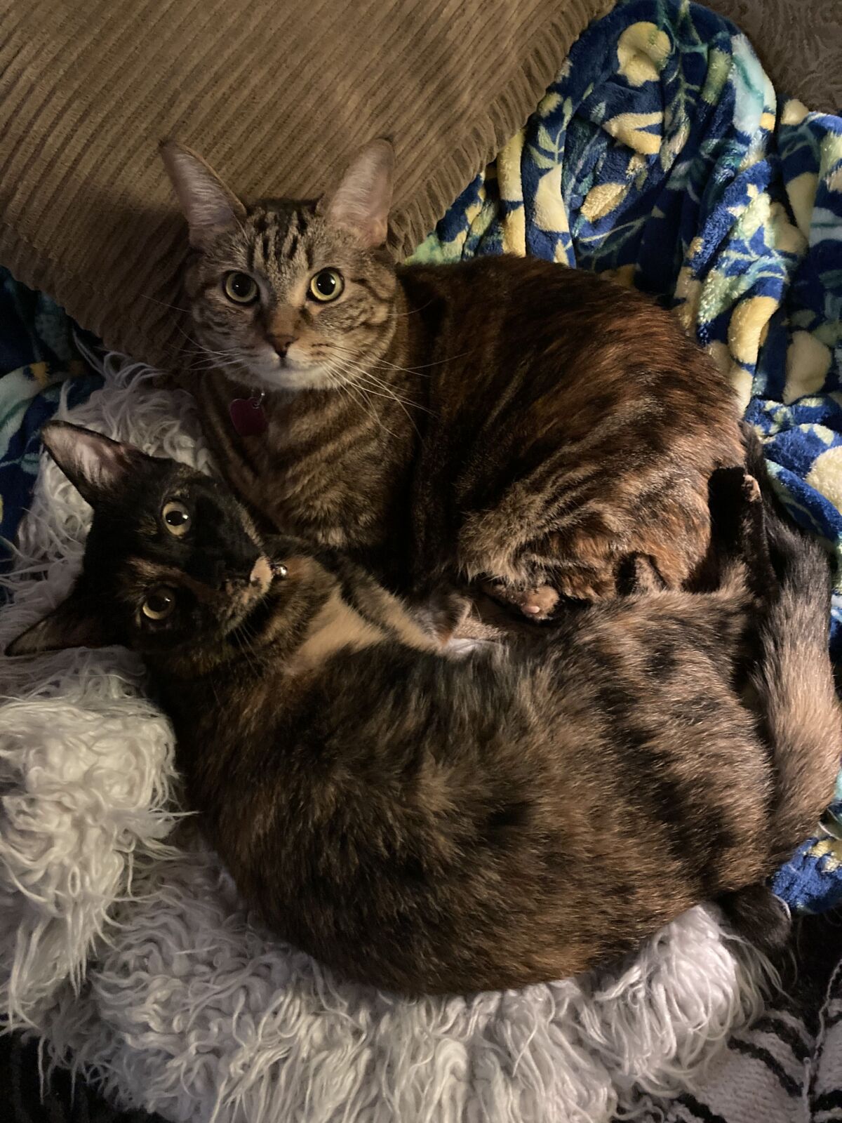 Hazel and Tiny love to cuddle