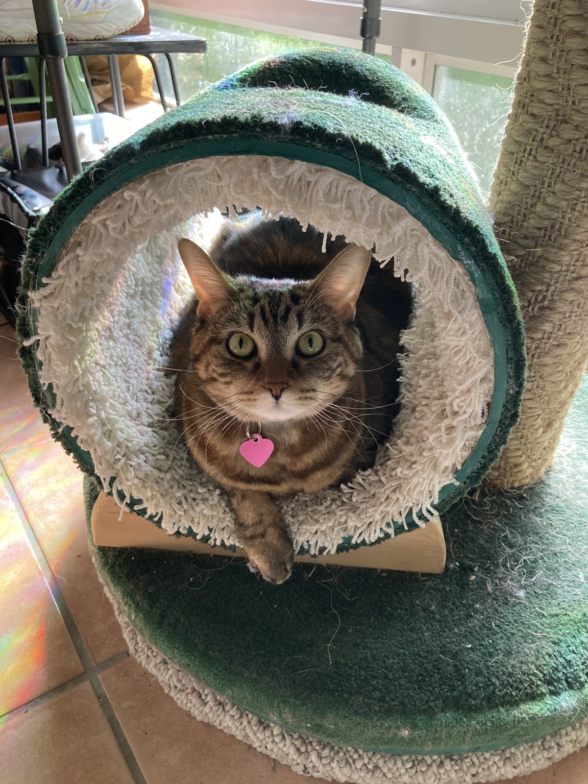 Hazel in her cat tree from the HSBC Pet Boutique