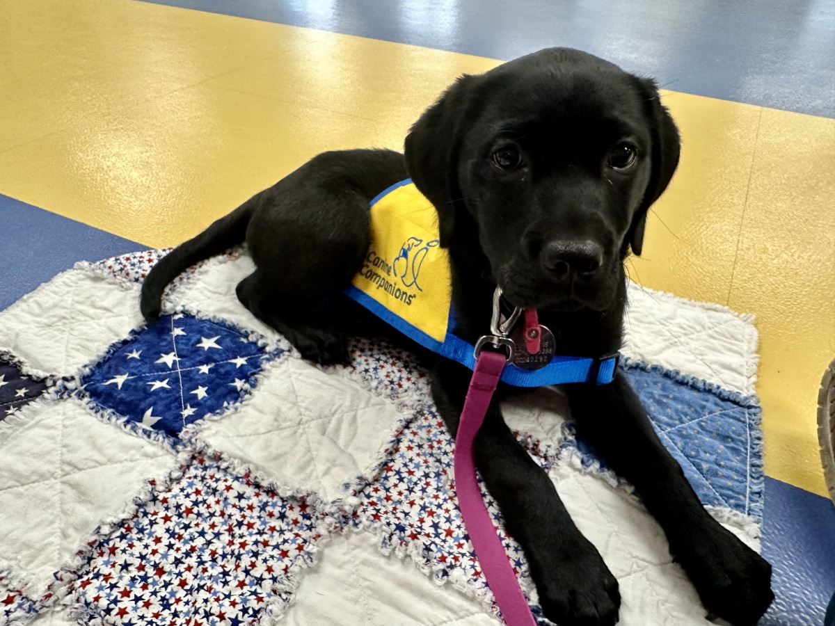 Dolci at Puppy Class