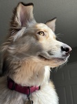 NASHA