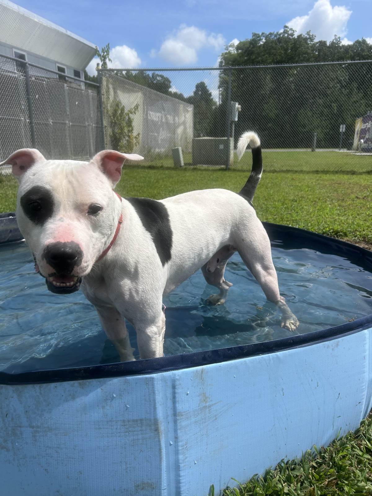 Rocky having a splash