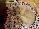 My cute blankie