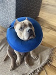 My donut after cancer surgery