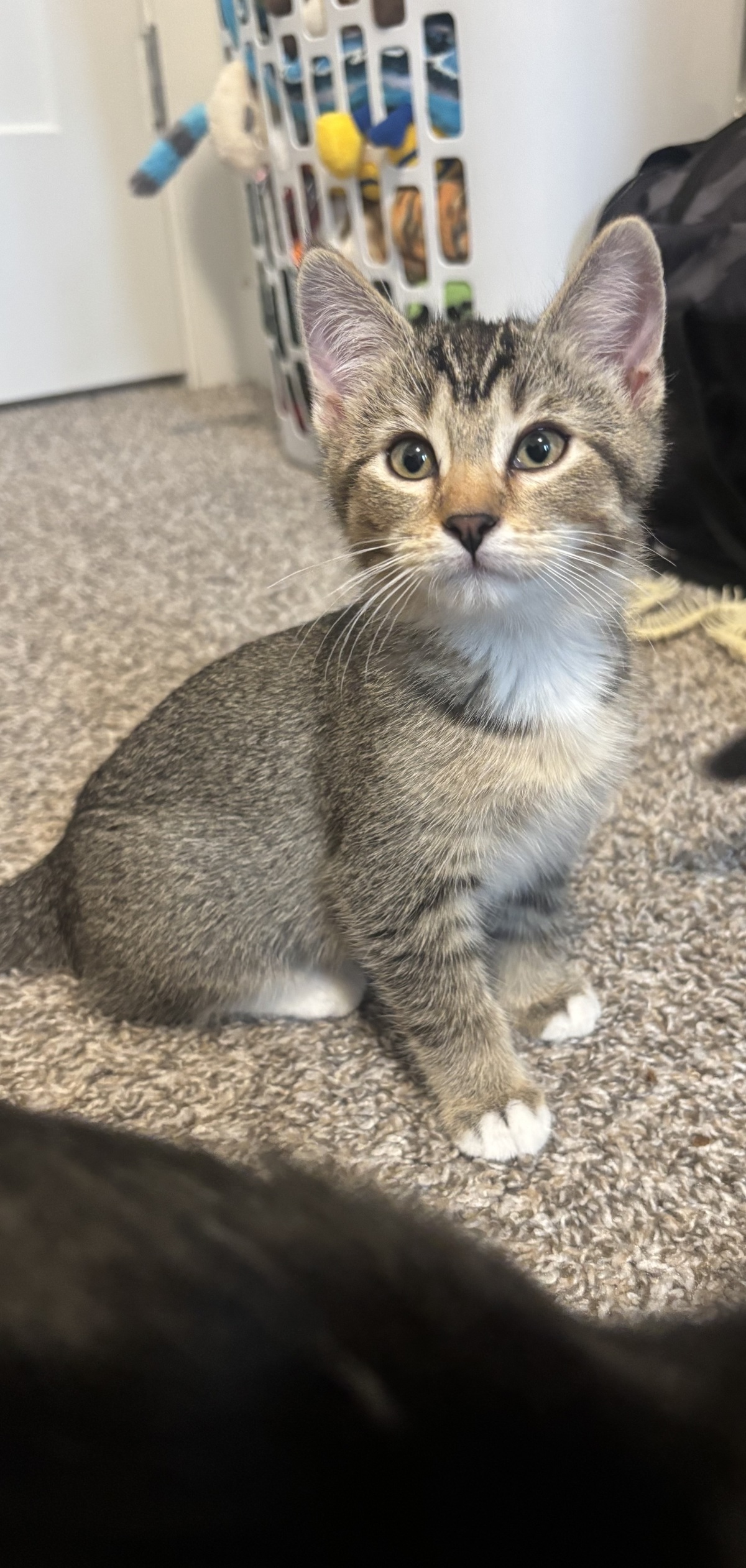 Selena - one of our recent fosters!