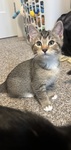 Selena - one of our recent fosters!
