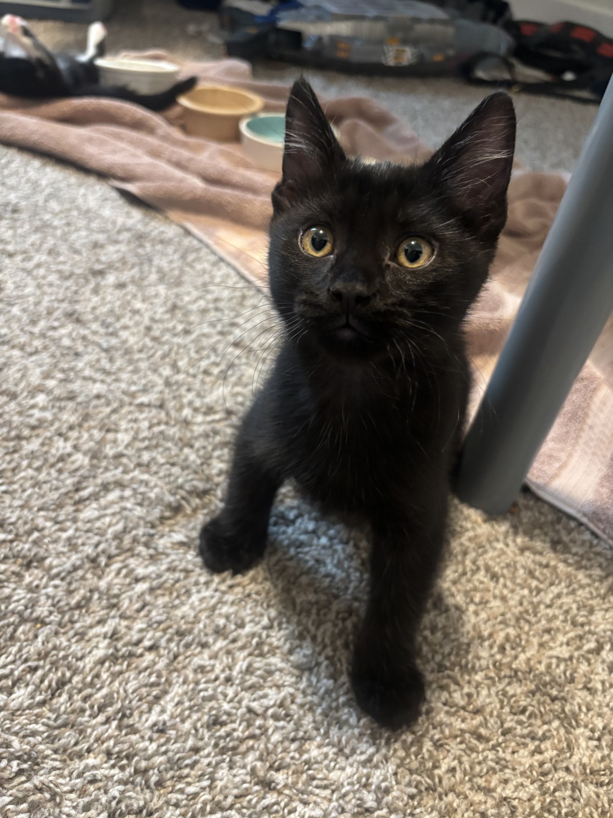 Bosco - one of our recent fosters!