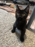 Bosco - one of our recent fosters!