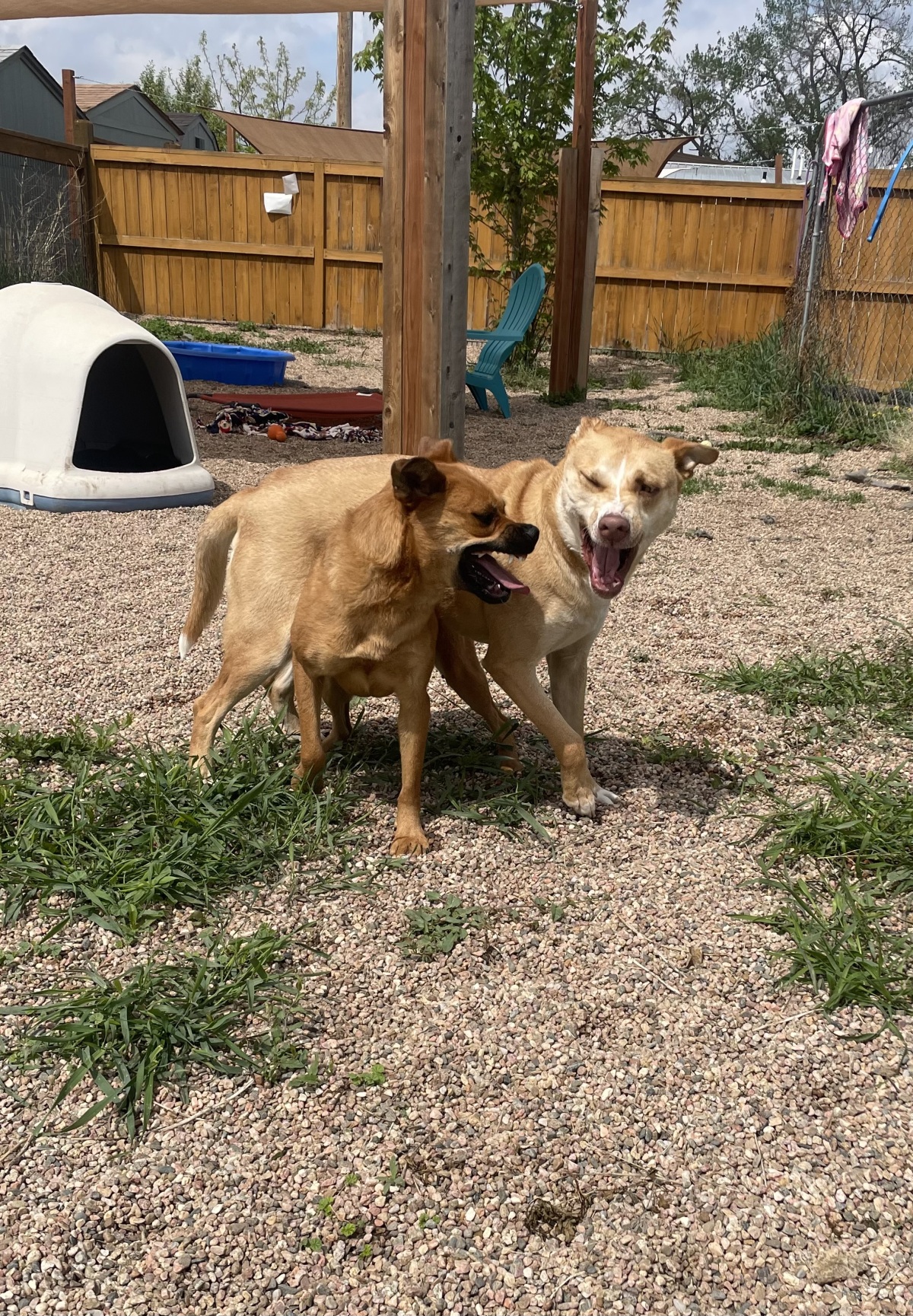 Butters and Nala - play time