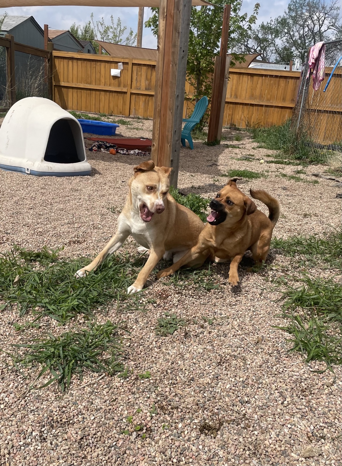 Butters and Nala - play time 2