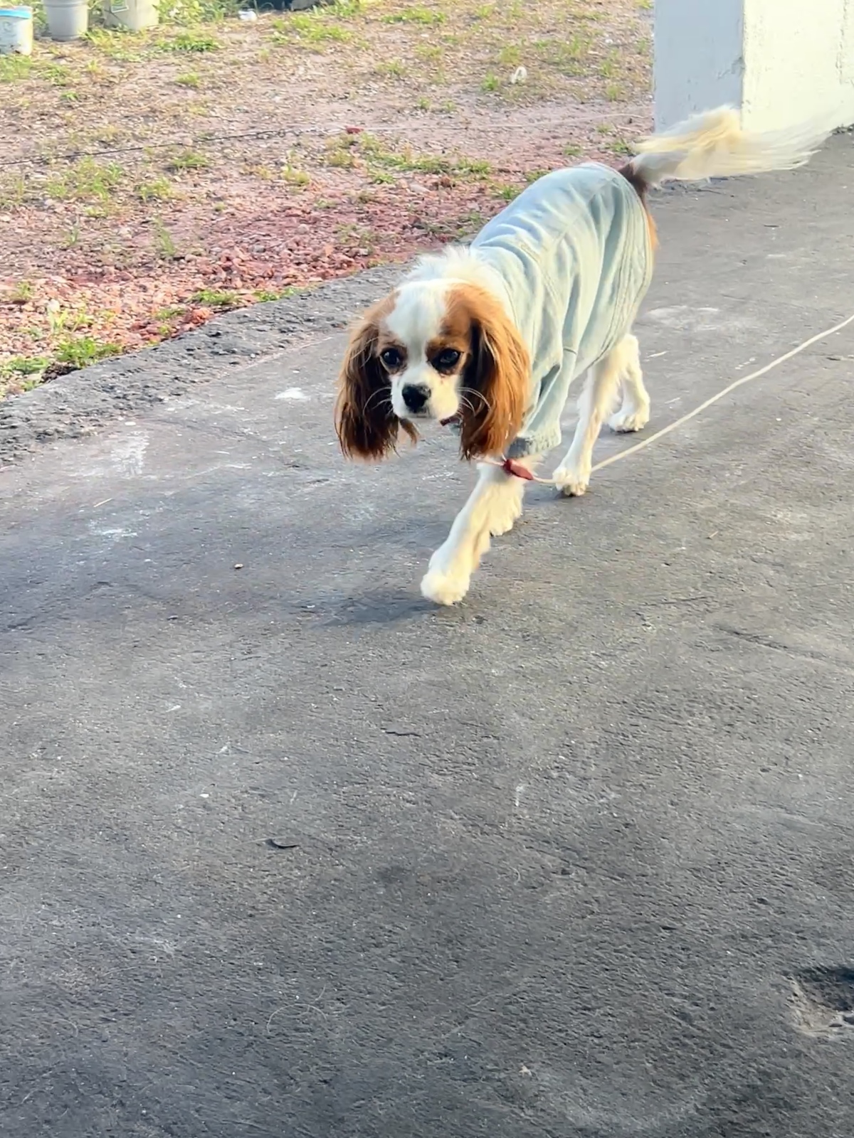 Meet our Neighborhood watch dog..