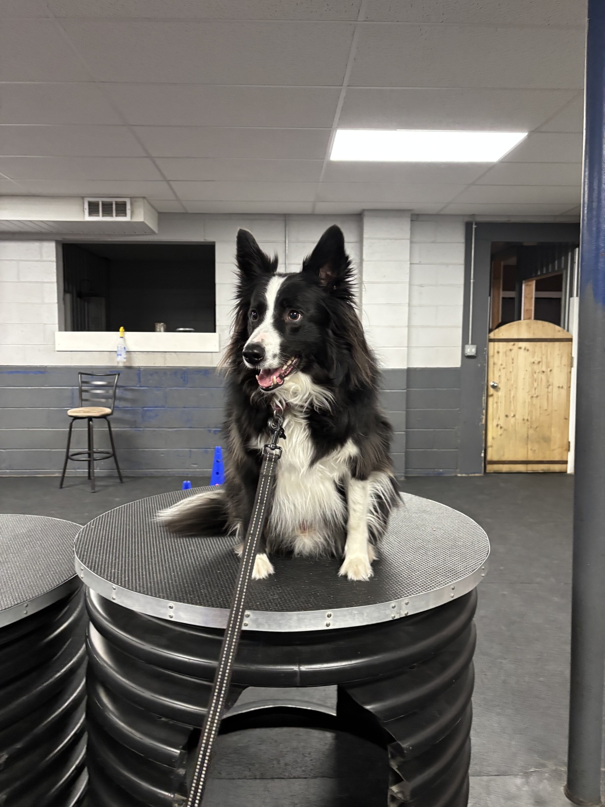 Edd loves Agility