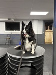 Edd loves Agility