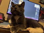 NEAL