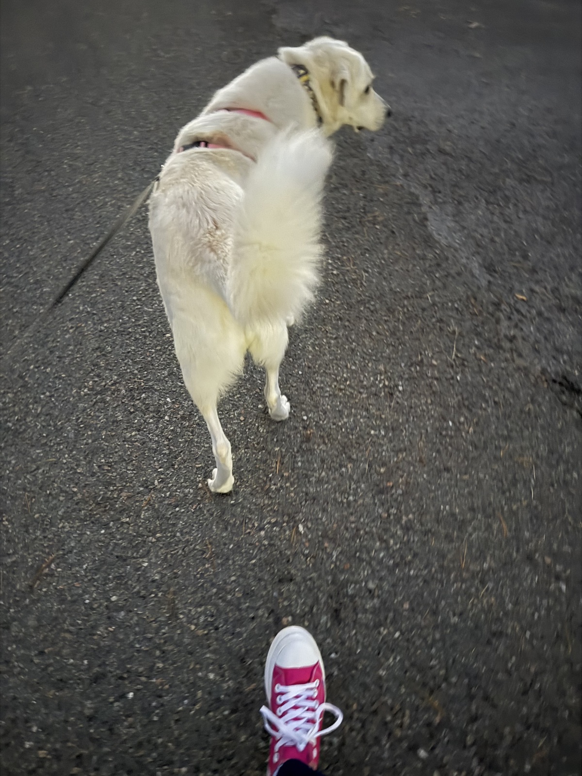 Daisy says run don’t walk to support this work