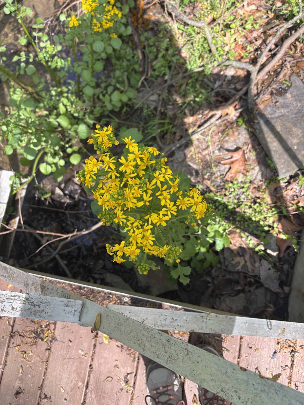 Beaman Park - Butterweed