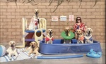 Prim learning Southern California beach skills with her pals