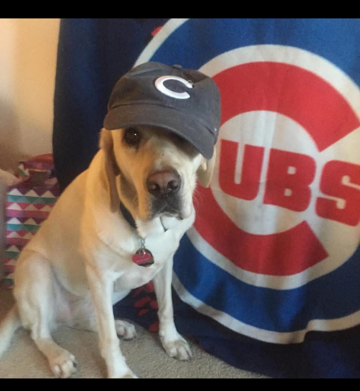 Prim loved the Cubs and the Angles! She went to many games.