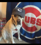 Prim loved the Cubs and the Angles! She went to many games.
