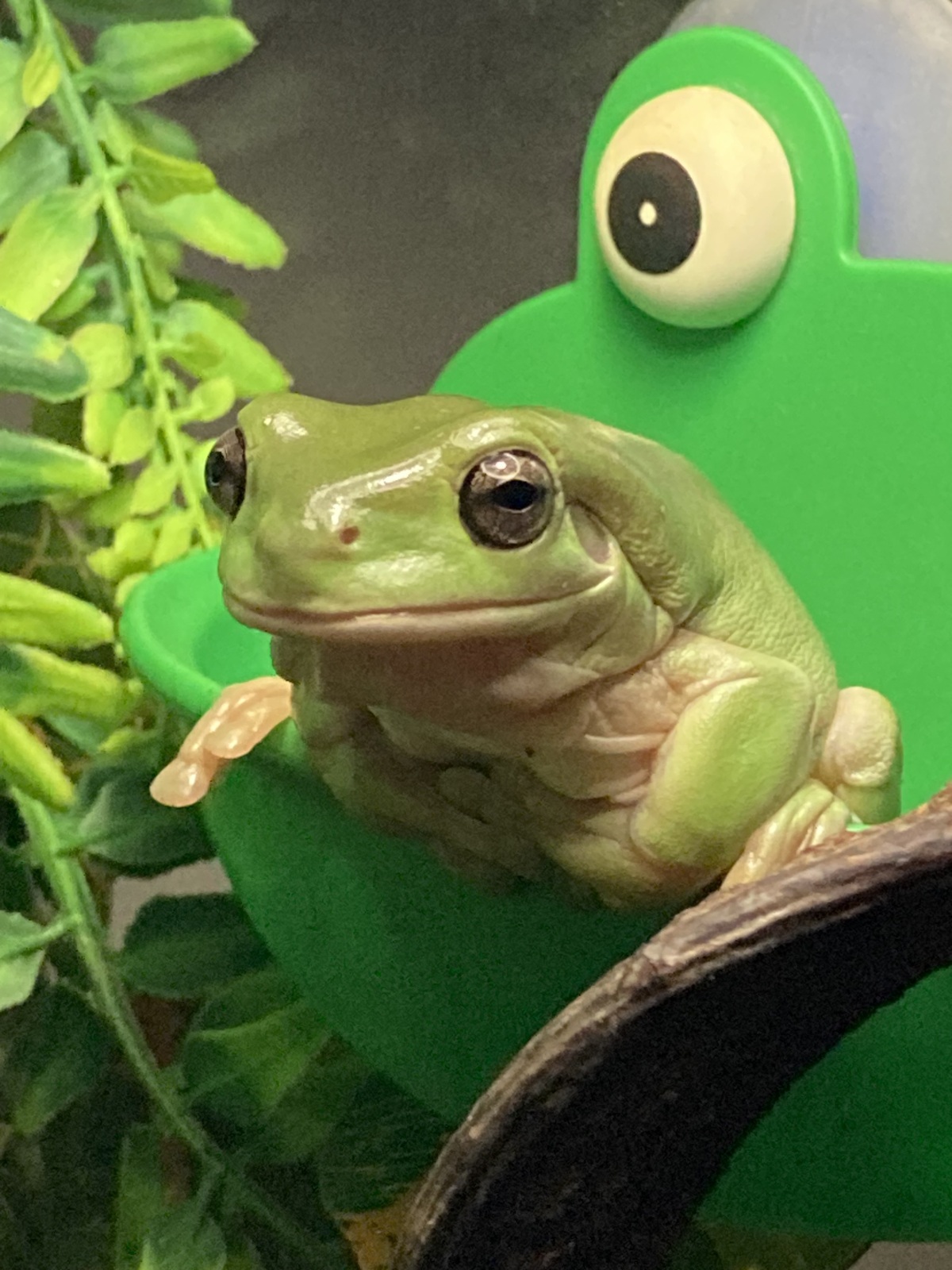 A Prince of a Frog