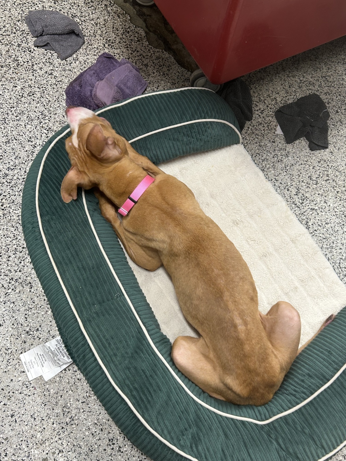 Michelle: the pup with boundless energy and love!!!