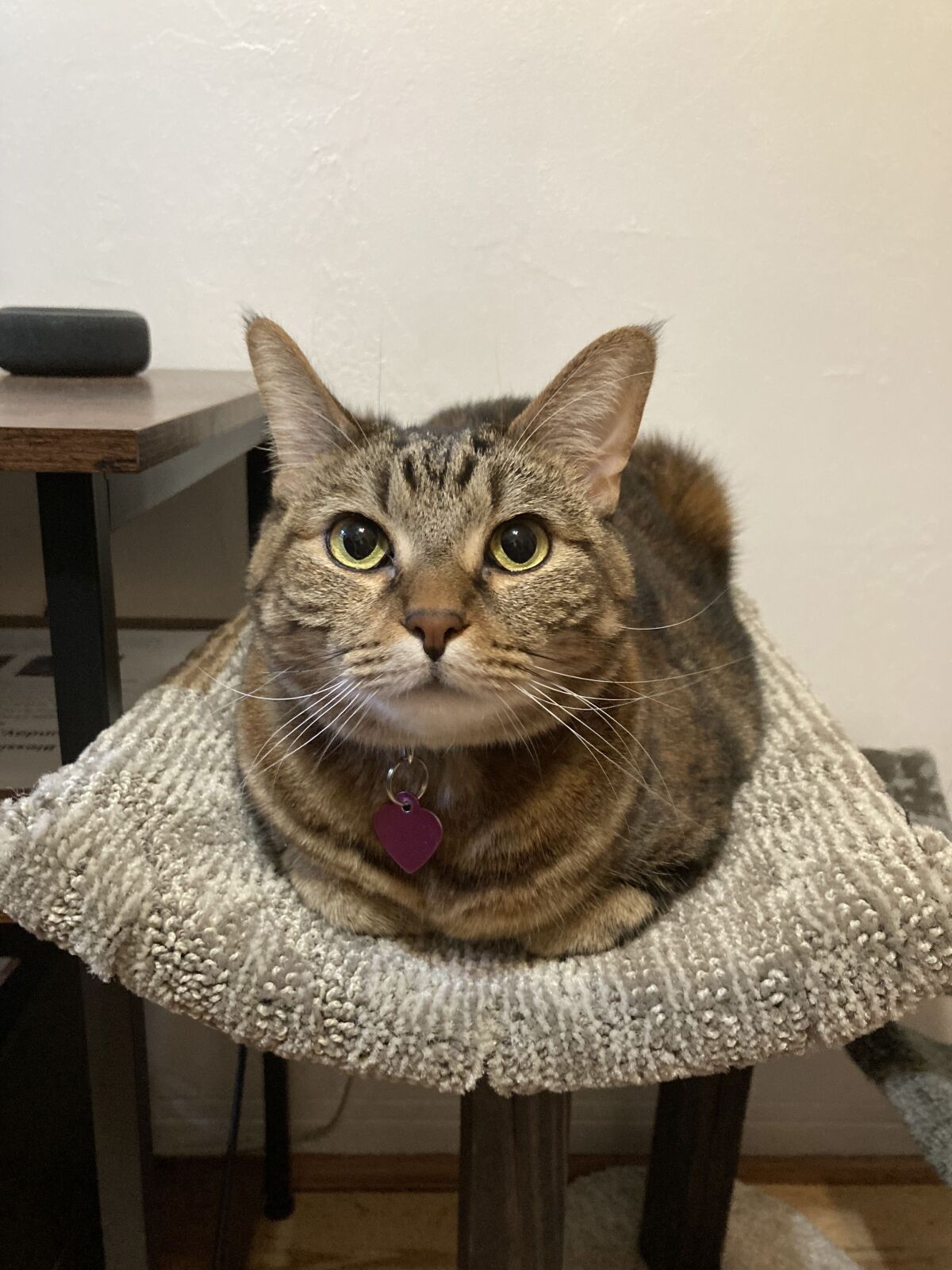 Hazel in full loaf mode