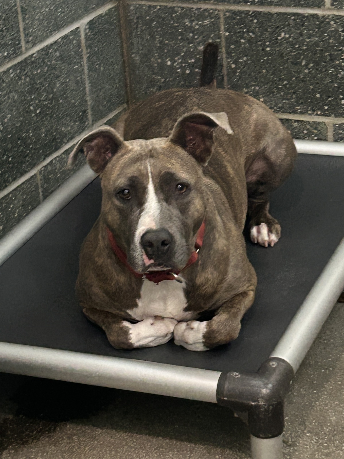 Miss Coco waiting for her toy