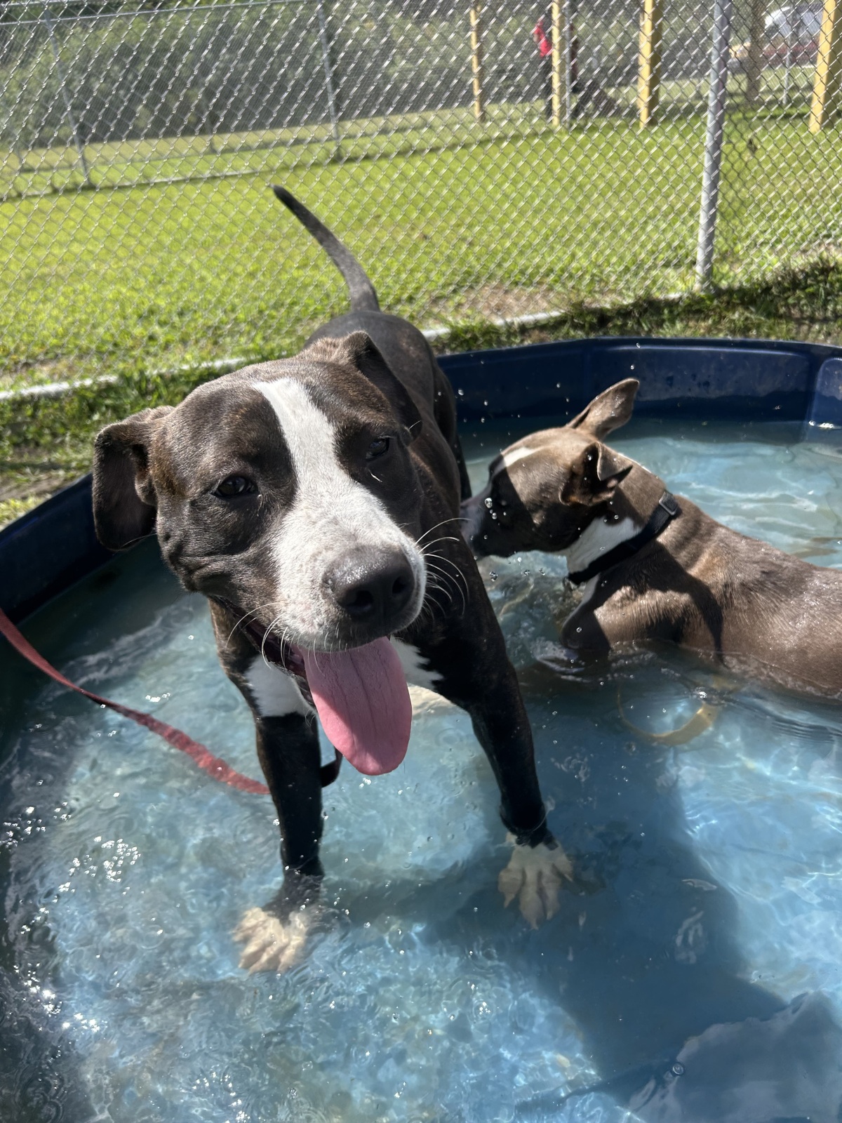 Mickey and Baby Pool Day